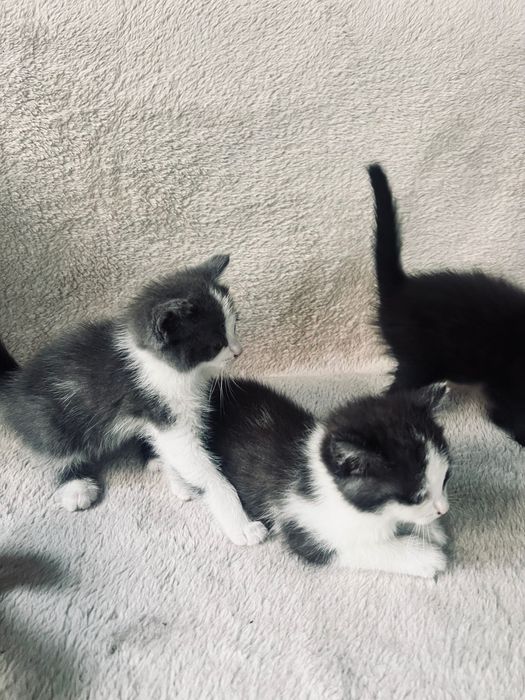 Отдам котят в добрые руки