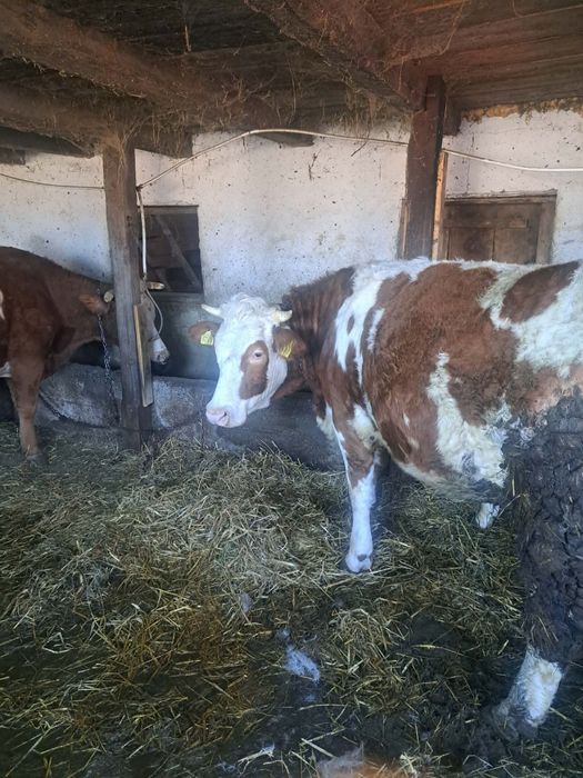 Vând jurincă rasă bălțată de 2 ani gestanta de 7 luni