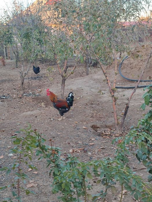 Осы 2 қораз сатылады