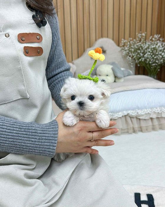 Bichon maltez mini toy