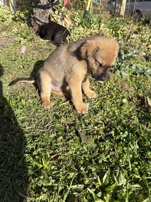 Подарявам кученца