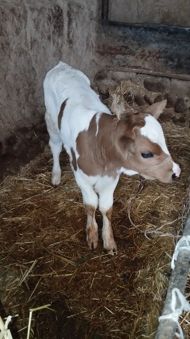 Ona bola sigir sotiladi