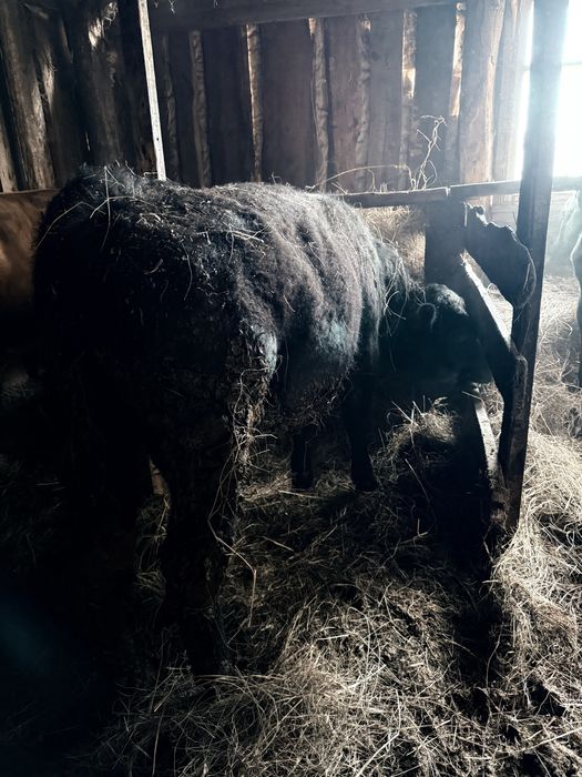 Продам бычка ангус