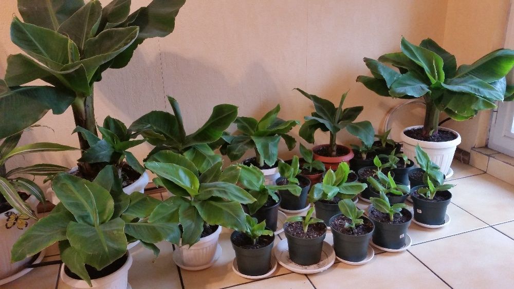 Продавам банани изгодно ПРОМОЦИЯ