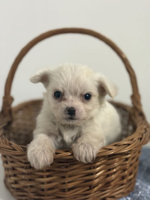 Bichon maltez mascul-6 saptamani