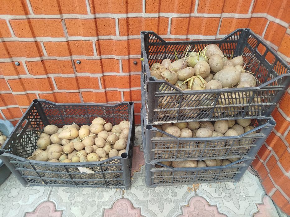 Картофель домашний посадочный