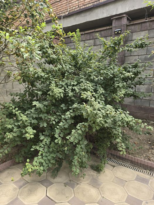 Продам китайскую вишню