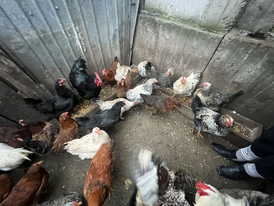 Vand gainii de curte