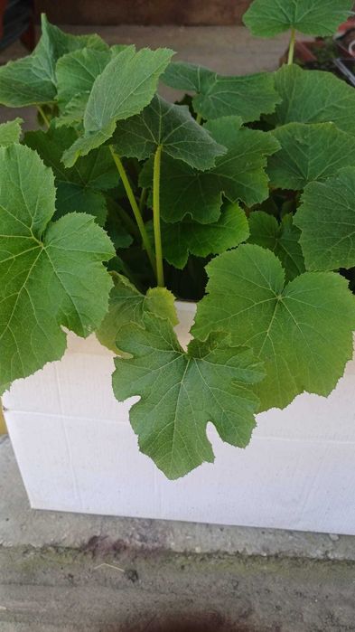 Разсад-Домати, краставици, тиквички, пипер и люти чушки.