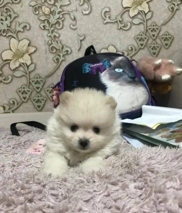 Продам  медвежонка