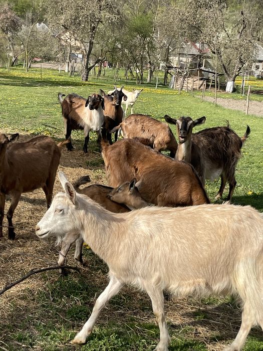 Vand capre cu iezi