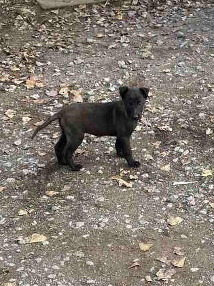 МАЛИНОА - белгийска овчарка