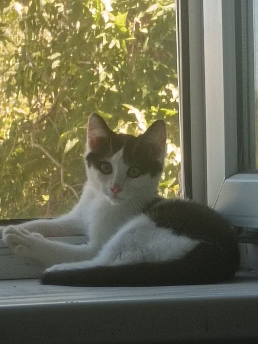 Потерялся Котенок