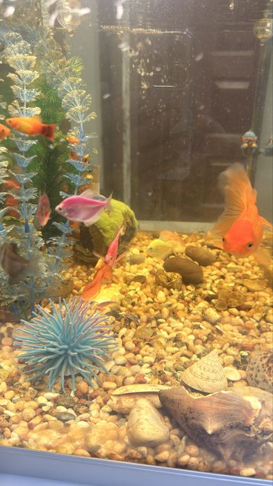Продам аквариум с рыбками