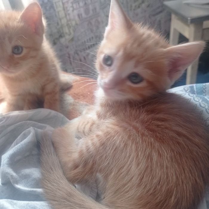 Отдам в хорошие руки