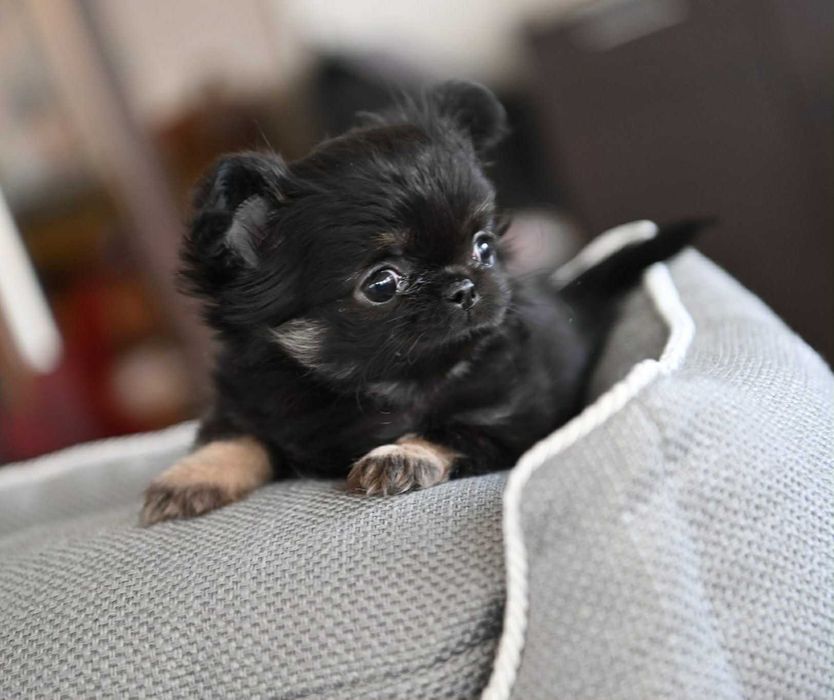 Женско миниатюрно дългокосместо чихуахуа черно с подпали