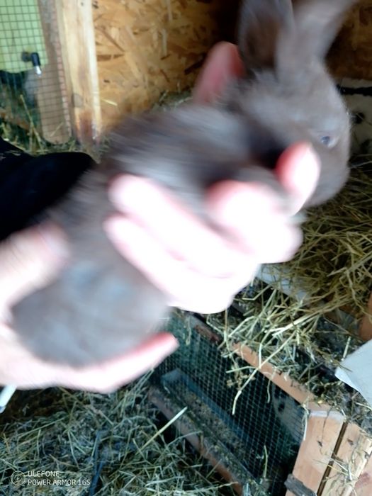 Se vinde tot efectivul