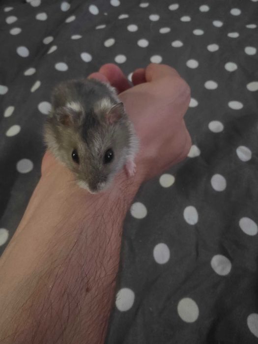 Donez hamsteri pitici