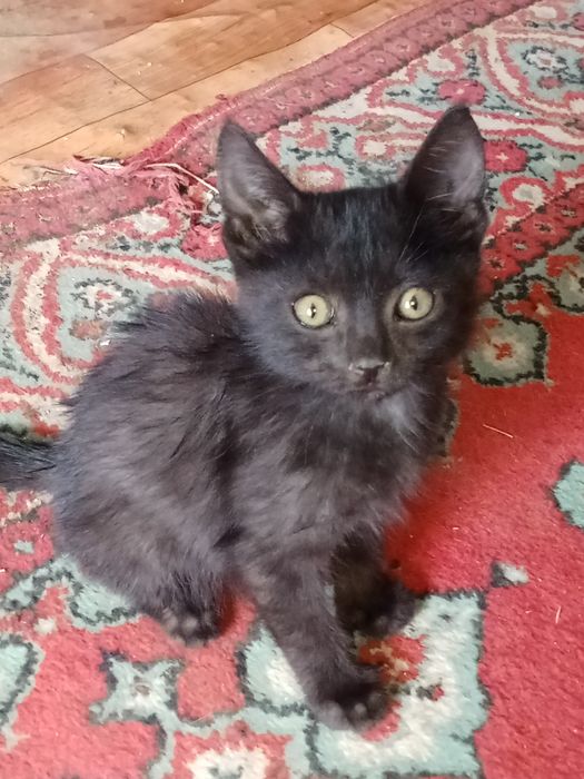 даром в  добрые руки