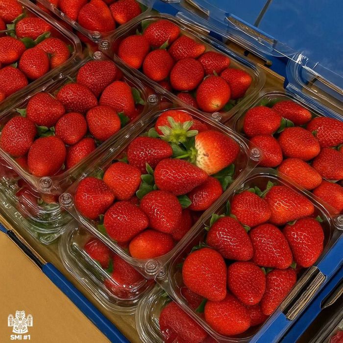 Клубника египет