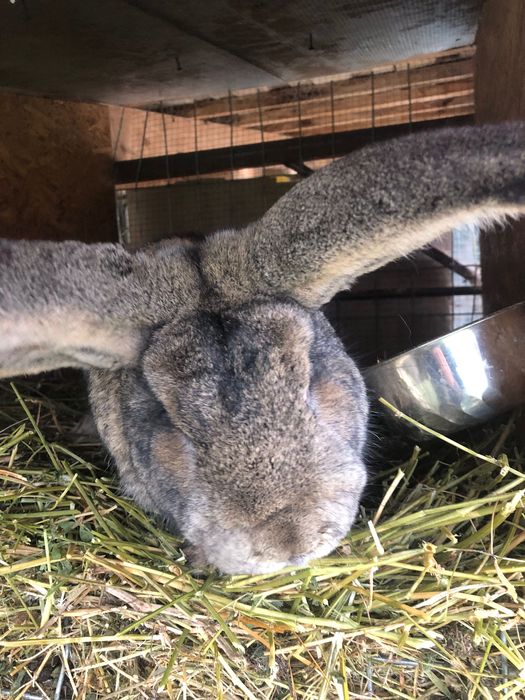 Iepurasi diferite varstre