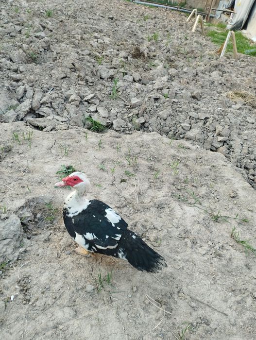 Хорози ва макиёни сотилади соглом