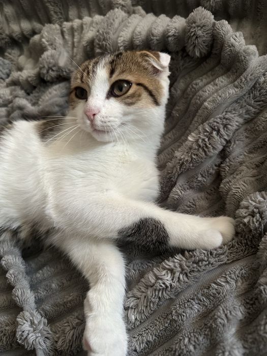 Отдам кошку в хорошие руки