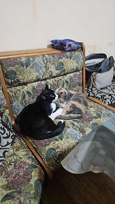 Отдам в добрые руки