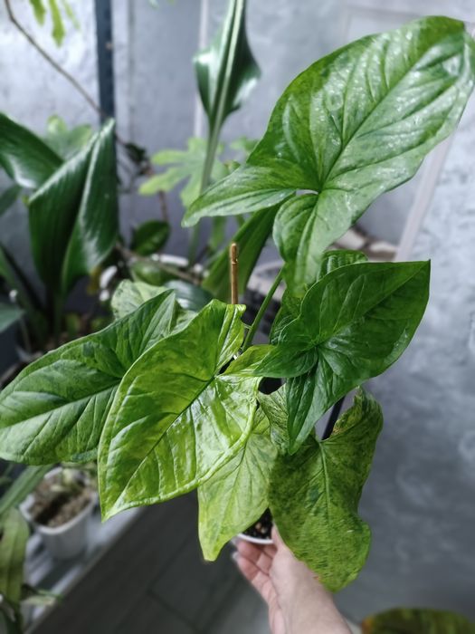 Продам комнатные растения