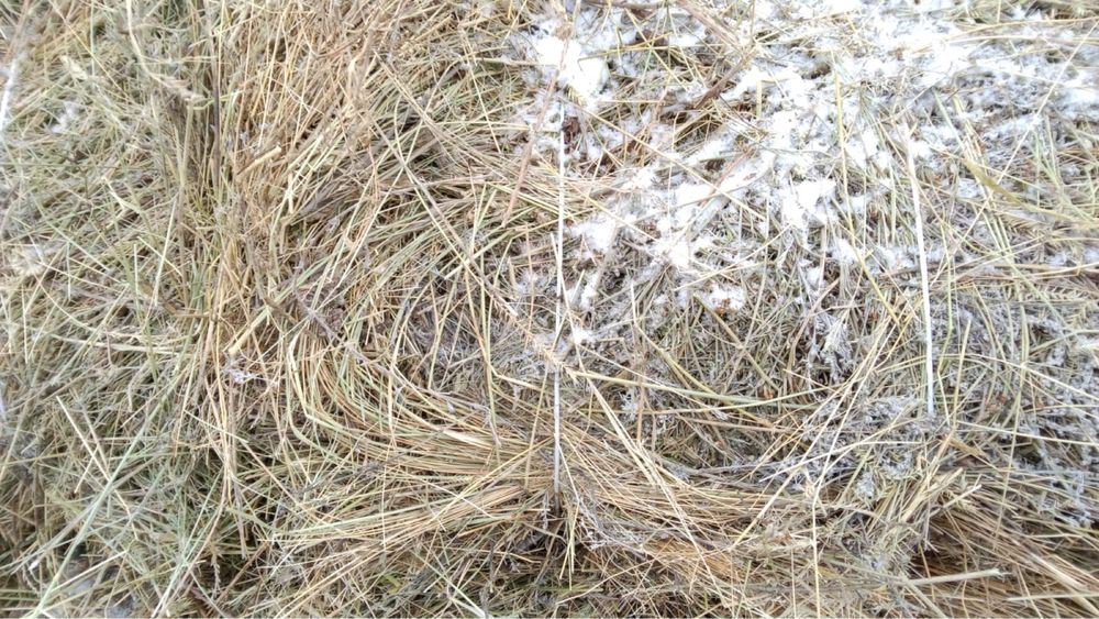 продам сено тюки