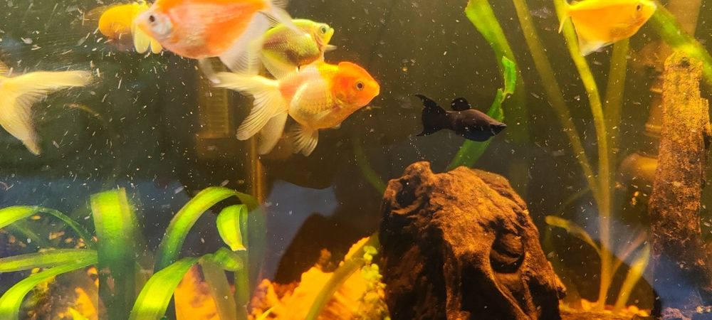 Аранда (красная шапочка)