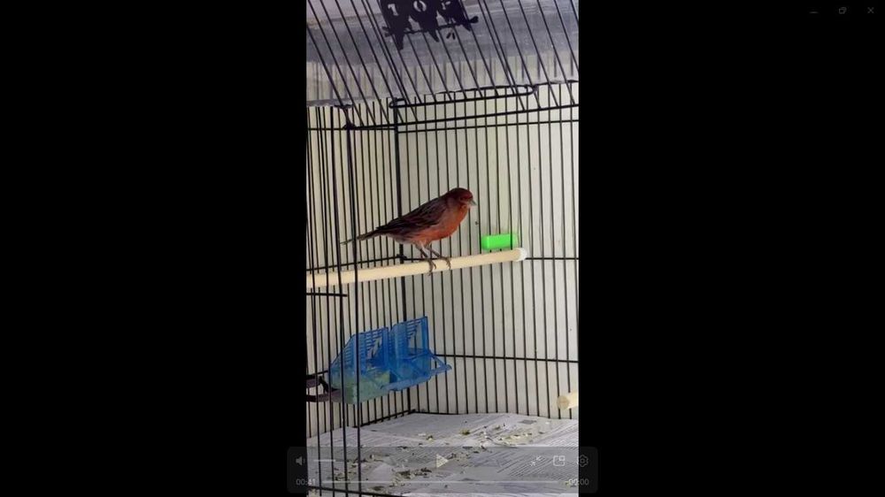 kanareyka nar sotiladi 2 ta