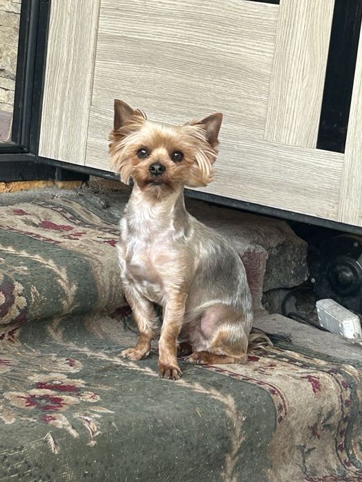 Вязка йоркширского терьера.