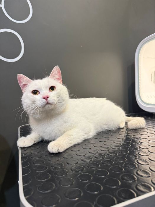 Кот Котик молодой