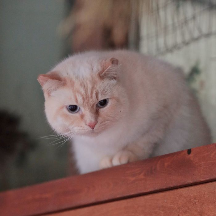 Кошки в добрые ручки