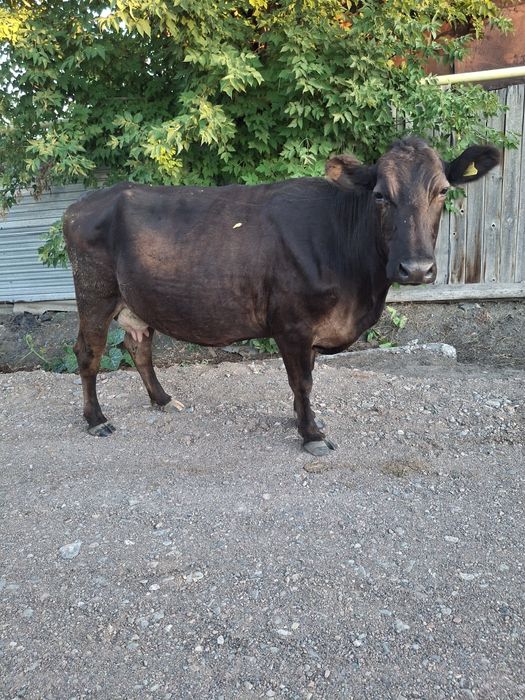 Продам корову стельную