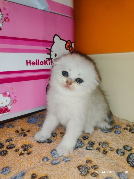 Продается Скоттиш фолд ДЕВОЧКА