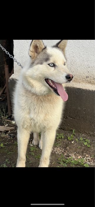 Продам щенков хаски