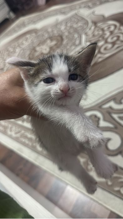 Отдам котят в добрые руки