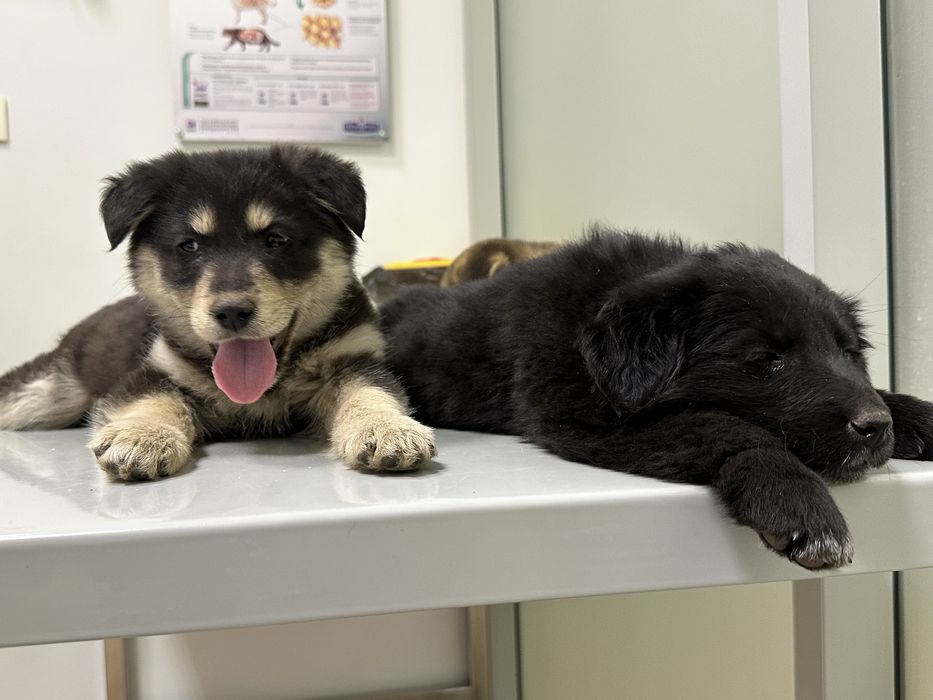 Щенята в добрые руки