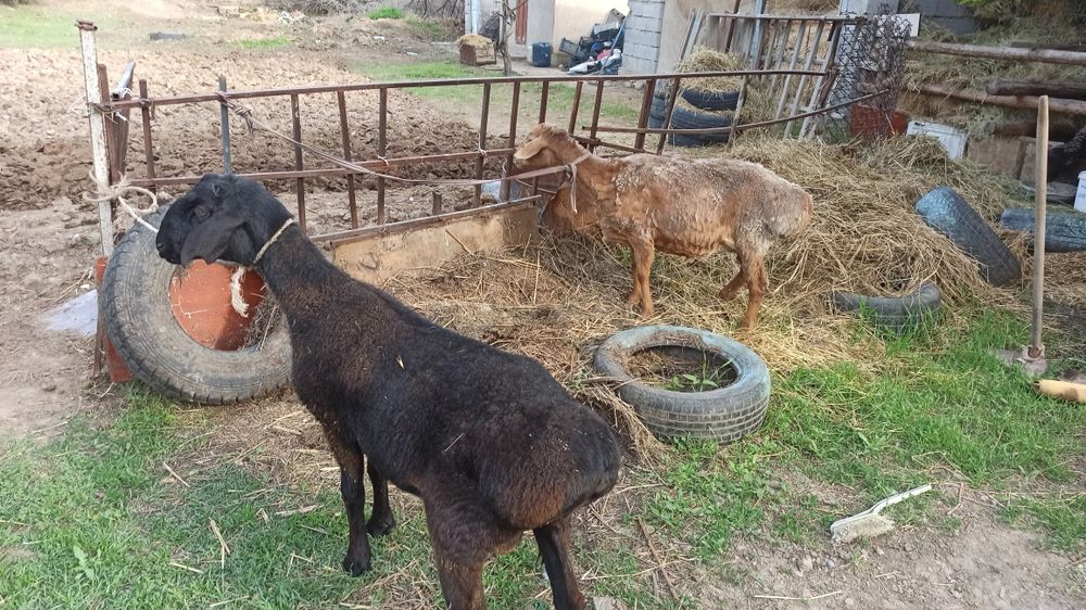 Семіз қой мен қошқар сатылады
