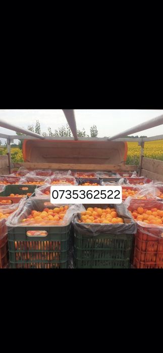 Suntem producător și oferim spre vânzare Caise bine coapte ideale pentru pălincă!