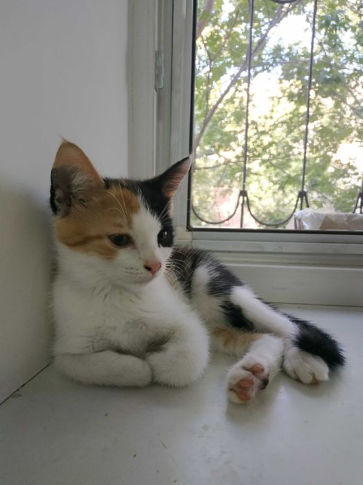 отдам котёнка в любящие руки