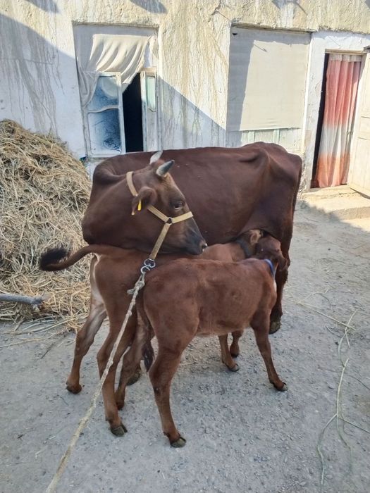 Mol sotiladi. Tez va arzon narxda