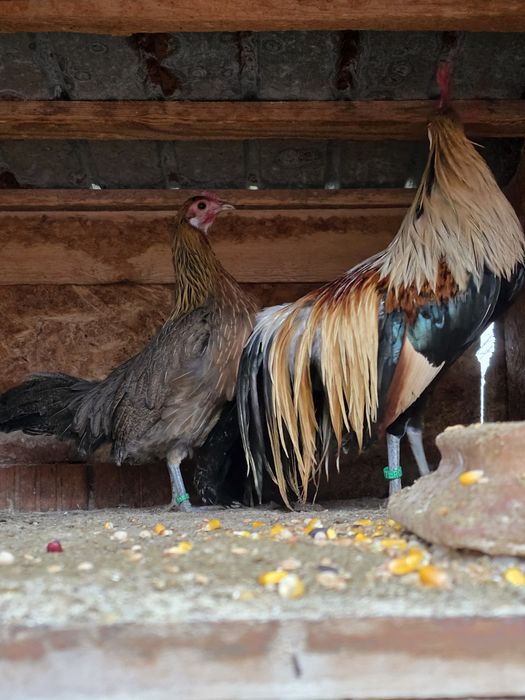 Pereche pheonix oranje