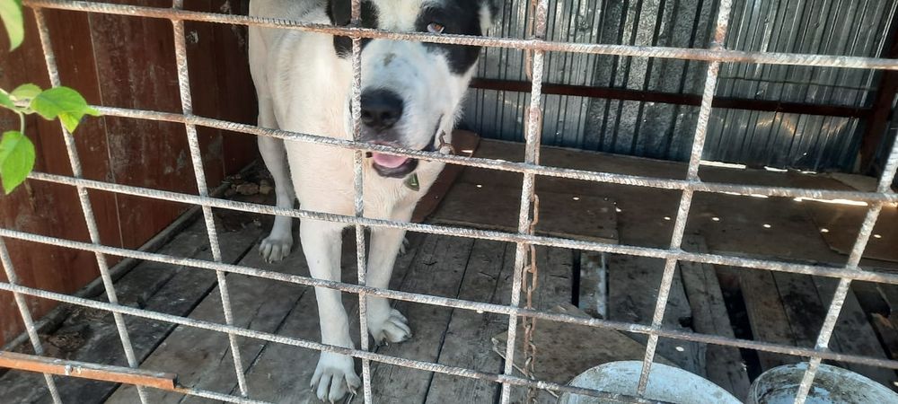 Ит сатылады алабаи