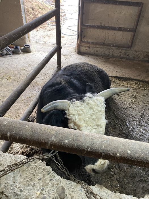 Бука сатылады.         .