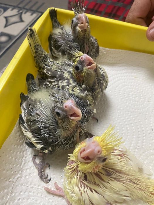 Ручные птенцы кореллы