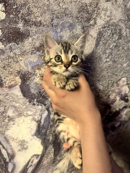 Продам котенка бенгалка мама