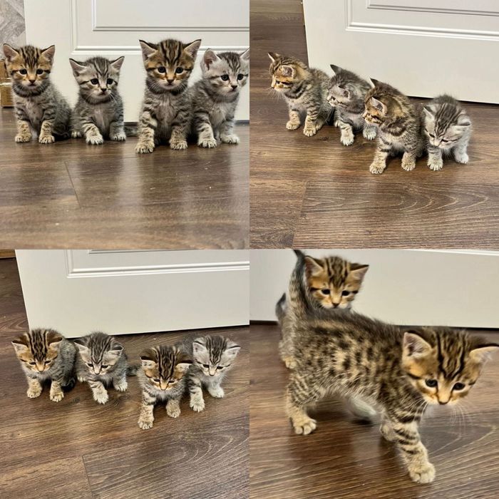 •Шотландские чудо-котята!!!•
